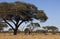 African Elephant under Acacia Tree - Botswana