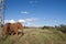 African Elephant under power lines