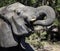 African Elephant up close, drinking water