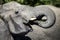 African Elephant up close, drinking water
