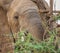 African elephant up close foraging in the wilderness