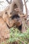 African elephant up close foraging in the wilderness