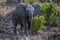 African Elephant up close, mother and calf