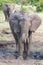 African elephant in a ust bath