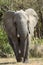 African elephant vertical portrait