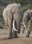 African Elephant with Very Long Tusks