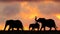 African Elephant Walk at Sunset
