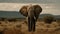 African elephant walking in arid savannah, tusk and trunk prominent generated by AI