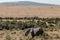 African Elephant walking In The Bush hilly mountain wilderness at the Maasai Mara National Game Reserve park rift valley Narok cou