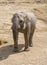 African Elephant walking on a dry plain. Wildlife scene in nature habitat.