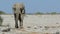 African elephant walking - Etosh