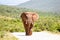 African Elephant walking on a gravel road in Addo Elephant National Park