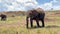 African Elephant Walking in Kenya Grasslands