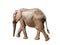 African elephant walking, moving or going away