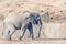 African elephant walking next to the Shingwedzi River