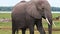 An African elephant walking in the savannah