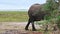 African elephant walking in the savannah