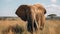 African elephant walking in the tranquil wilderness generated by AI