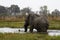 African Elephant Walking in Water