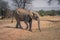 African elephant walks across track in sunshine