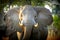 African elephant walks through the grass in Pom-Pom island private game reserve in Okavango delta, Botswana, Africa