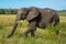 African elephant walks past bush on plain