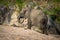 African elephant walks past rocks on sand