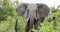 African elephant walks towards us with its ears open