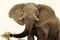 African Elephant Warning