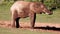 African Elephant at Waterhole