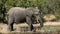 African elephant at waterhole