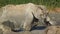 African elephant in waterhole