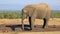 African elephant at waterhole