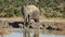 African elephant at waterhole