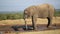 African elephant at waterhole