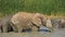 African elephant in waterhole