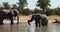 African Elephant on waterhole, Africa safari wildlife