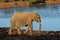 African elephant at a waterhole - South Africa