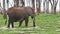 African elephant with a white stork on its back walking through a wetland