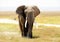 African elephant in the wild