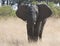 African Elephant in wild