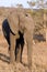African Elephant in wild