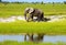 African elephant in wild savanna (Botswana)