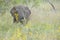 African Elephant between yellow flowers