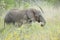 African Elephant between yellow flowers