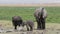 African elephant with young calves