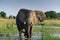 African elephant in the zambesi river