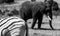 African elephant with zebra in foreground, photographed at Knysna Elephant Park, South Africa