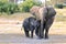 African Elephant, Zimbabwe, Hwange National Park