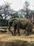 African Elephant at the Zoo